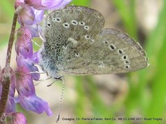 Glaucopsyche lygdamus image
