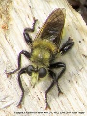 Laphria insignis