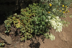 Eriogonum compositum