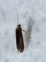 Annulipalpia