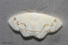 Teldenia alba