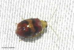 Monolepta orientalis