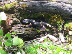 Ensatina eschscholtzii croceater