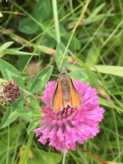 Thymelicus sylvestris