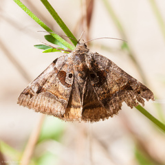 Euclidia ardita