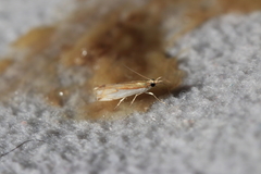 Crambus bidens