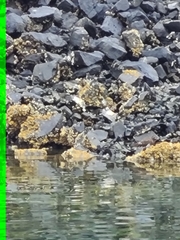 Arenaria melanocephala