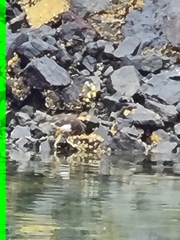 Arenaria melanocephala