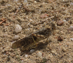 Trimerotropis fratercula