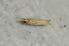 Crambus bidens