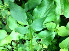 Thaspium trifoliatum