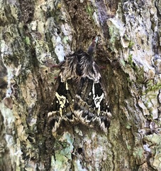 Dirphiopsis epiolina