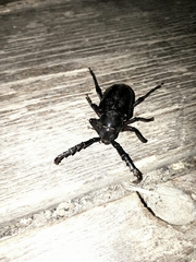 Prionus besikanus