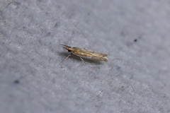 Crambus bidens