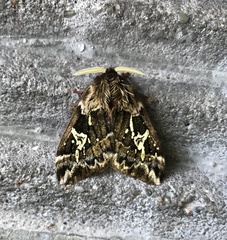 Dirphiopsis epiolina