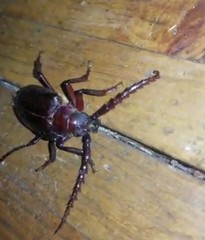 Prionus californicus