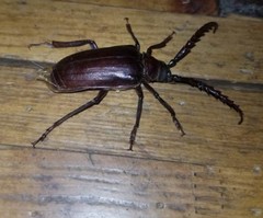 Prionus californicus