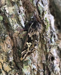 Dirphiopsis epiolina