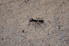 Dinoponera quadriceps