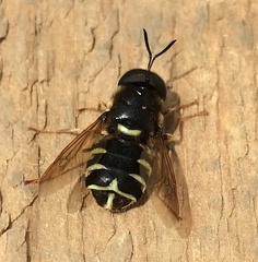 Stratiomys badia