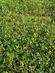 Ludwigia peploides glabrescens