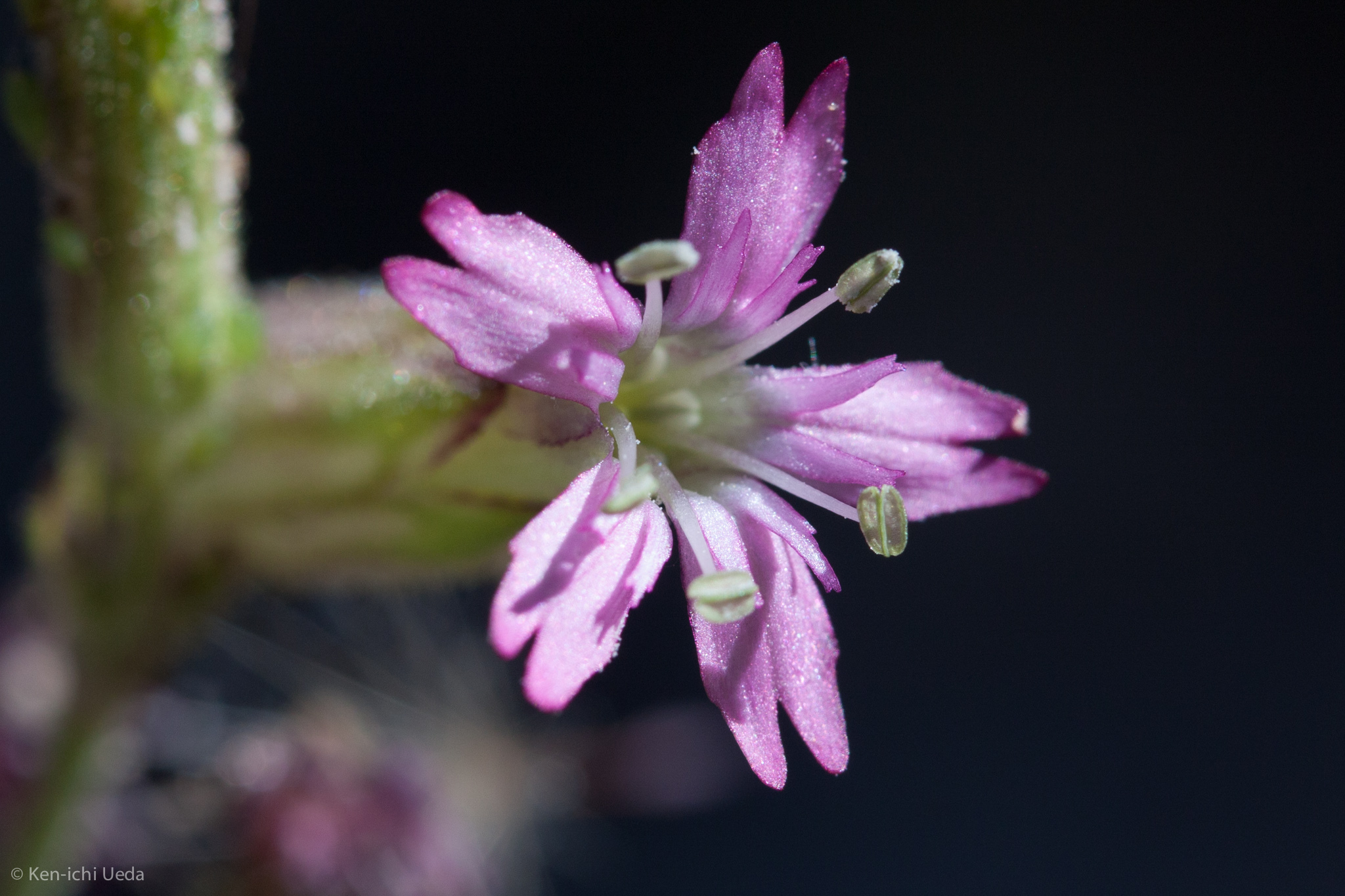 Silene verecunda