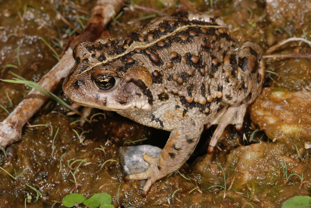Amargosa Toad