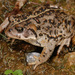 Amargosa Toad - Photo (c) Robert Dobbs, some rights reserved (CC BY-NC), uploaded by Robert Dobbs
