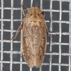 Negosiana dualis