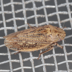 Negosiana dualis