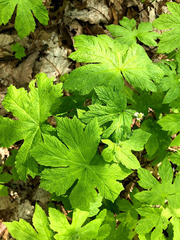 Hydrastis canadensis