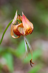 Lilium michauxii