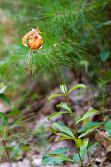 Lilium michauxii
