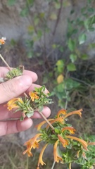 Clinopodium tomentosum