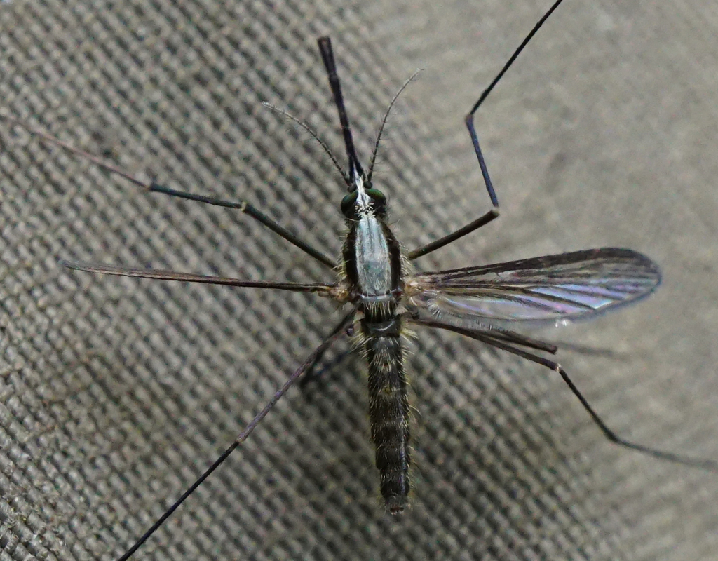 Anopheles plumbeus