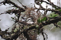 Fluvicola nengeta nengeta