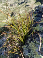 Oreojuncus trifidus