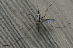 Anopheles plumbeus