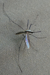 Anopheles plumbeus