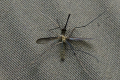Anopheles plumbeus
