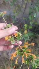 Clinopodium tomentosum