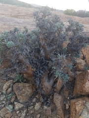 Othonna euphorbioides