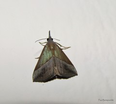 Hypena lividalis