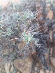 Othonna euphorbioides