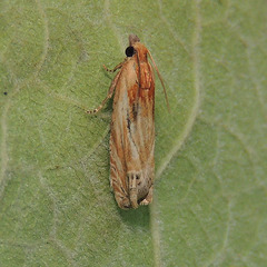 Eucosma cana