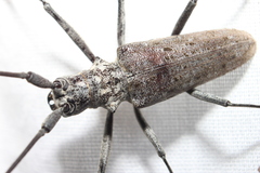 Monochamus notatus