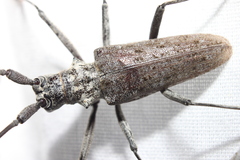 Monochamus notatus