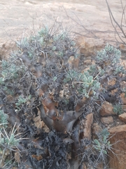 Othonna euphorbioides