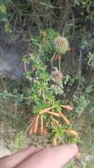 Clinopodium tomentosum