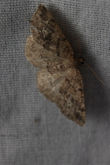 Homochlodes disconventa